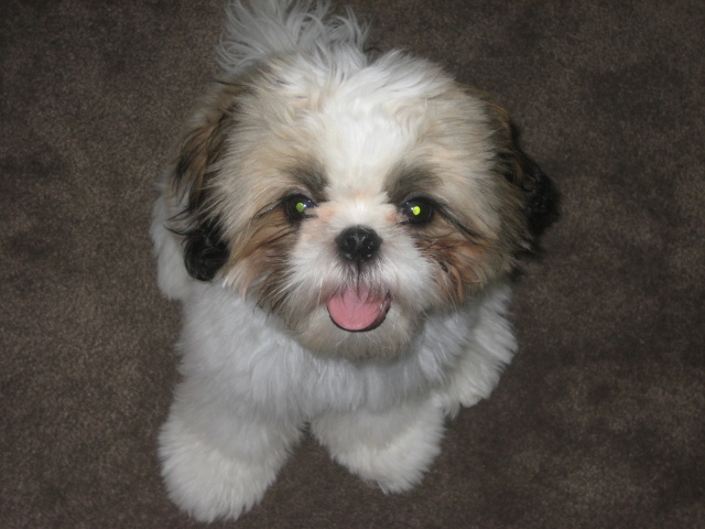 Шитцу с горящими глазами