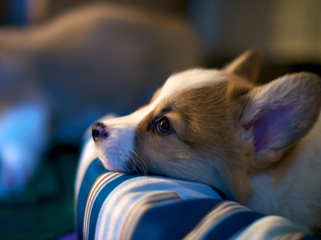 Заспанный пес вельш-корги