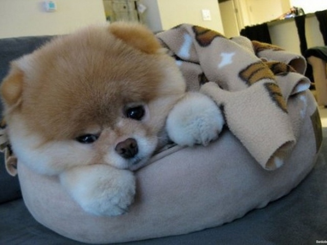 Маленький шпиц отдыхает