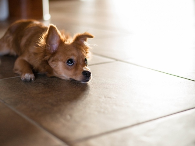 Маленькая собака лежит на полу