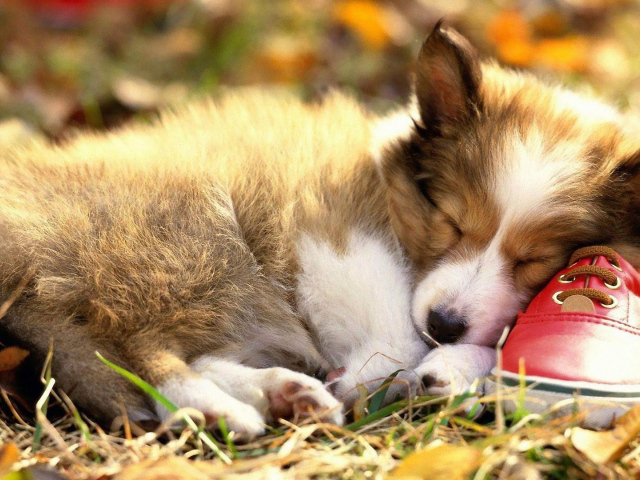 Маленький вельш-корги спит на ботинке