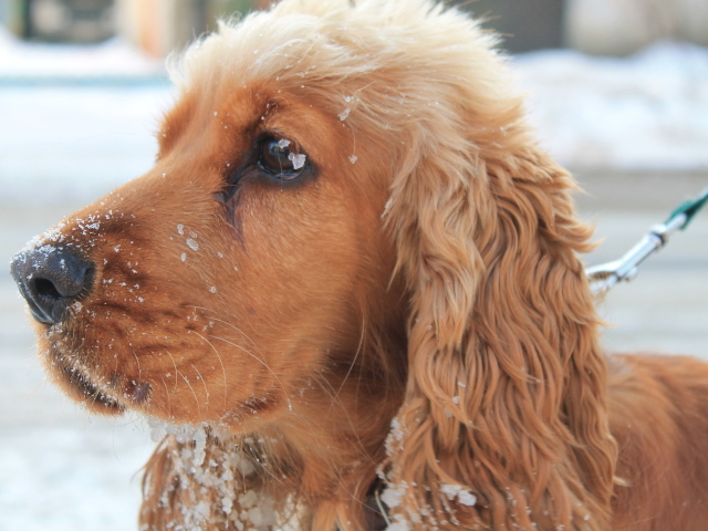 Собака спаниель в снегу