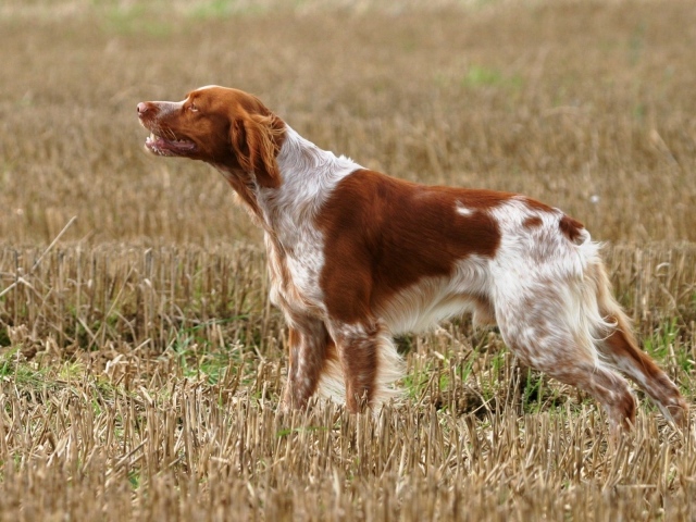Собака спаниель на охоте