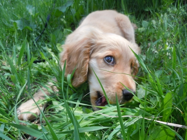 Собака спаниель играет