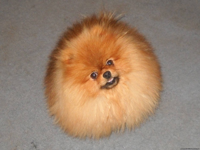 Шпиц пушистое облако