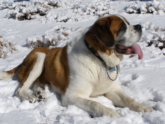 Сенбернар лежит в снегу