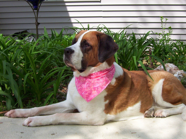 Сенбернар в розовой повязке