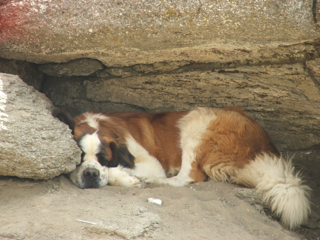 Сенбернар прилег отдохнуть под скалой