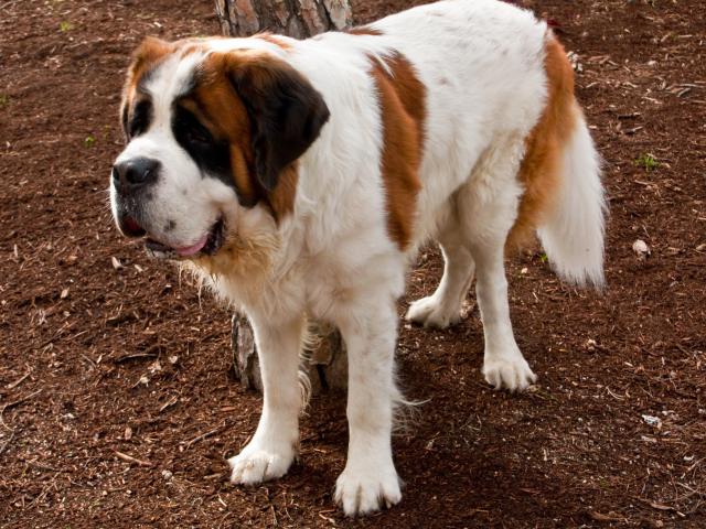 Сенбернар на земле