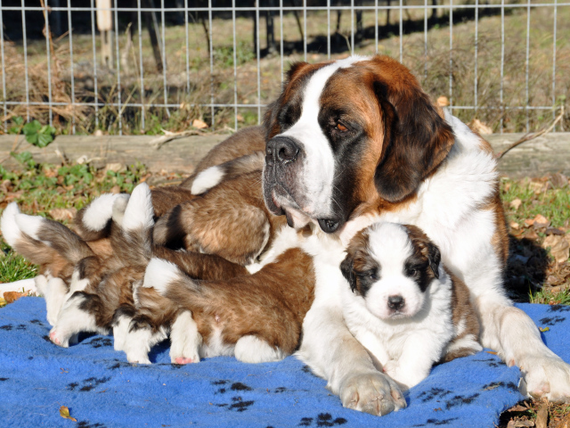 Мама сенбернар с щенками