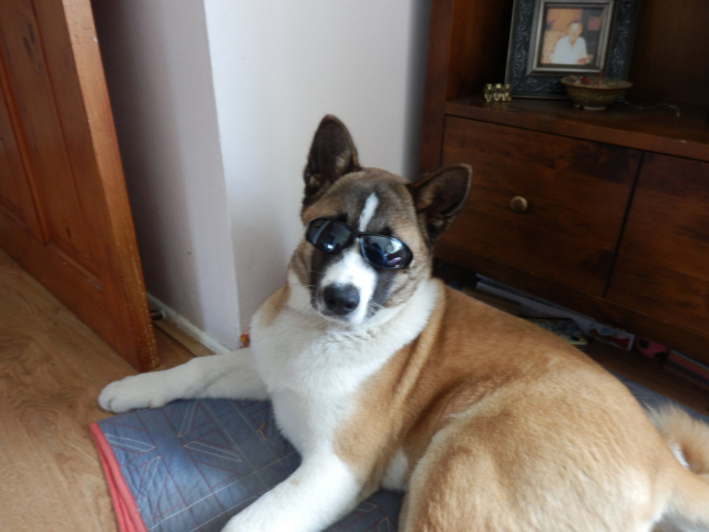 Крутой пес американская акита