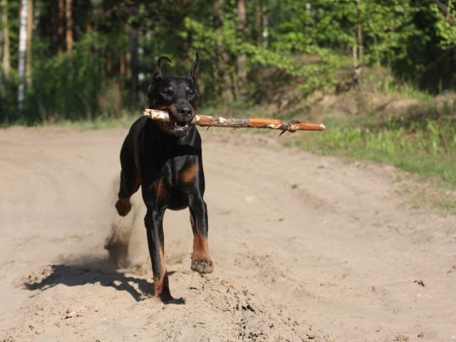 Палка в зубах добермана