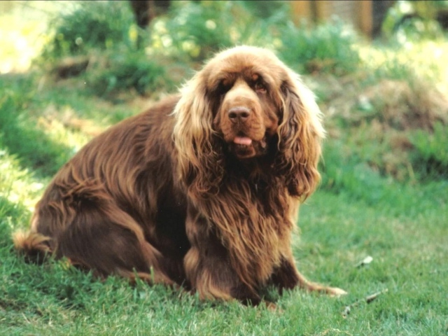 Сассекский спаниель на лугу