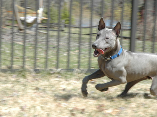 Стремительный тайский риджбек