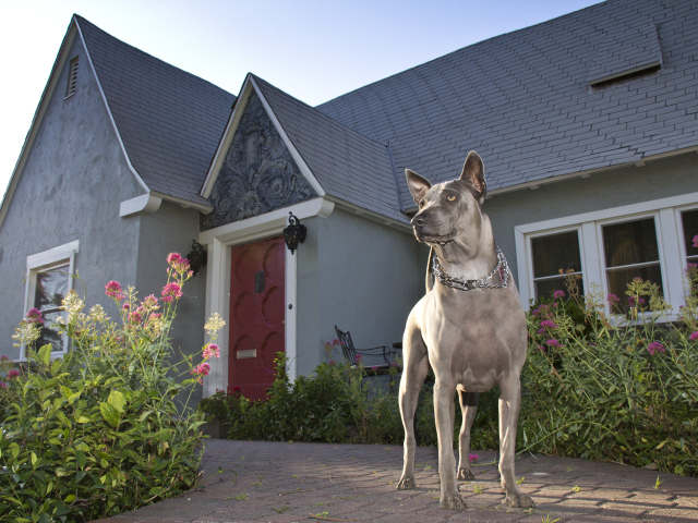 Тайский риджбек охраняет дом