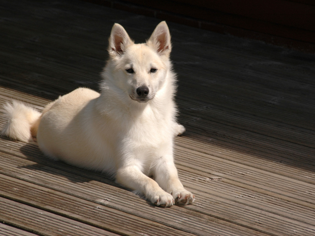 Белый окрас собаки норвежский лундехунд