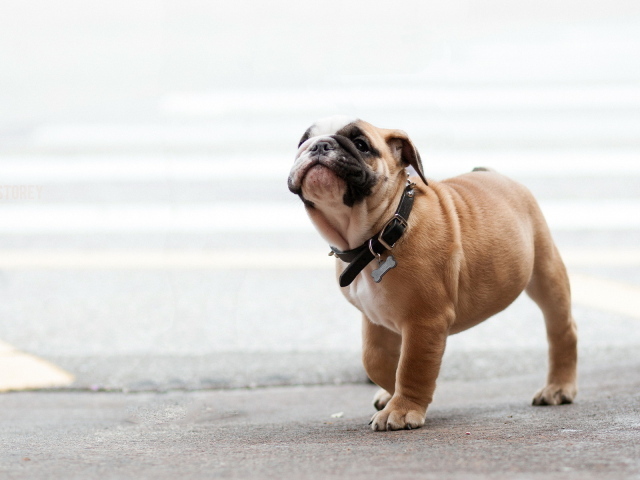 Собака на прогулке