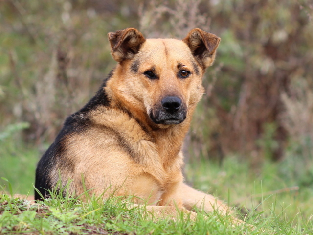 Собака лежит на траве