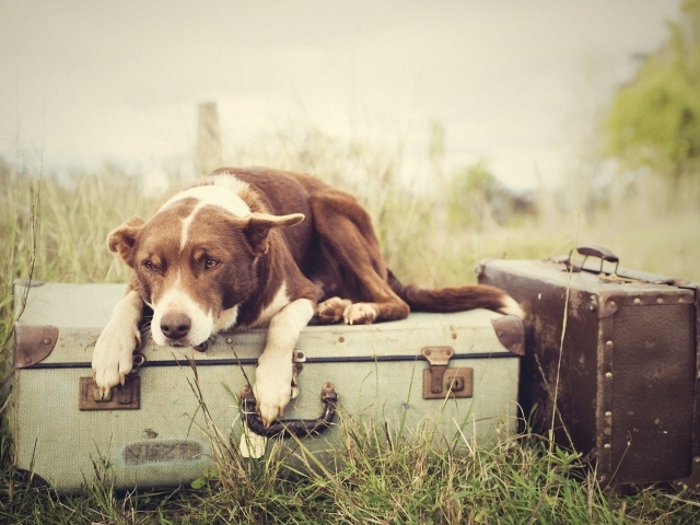 Собака лежит на чемодане