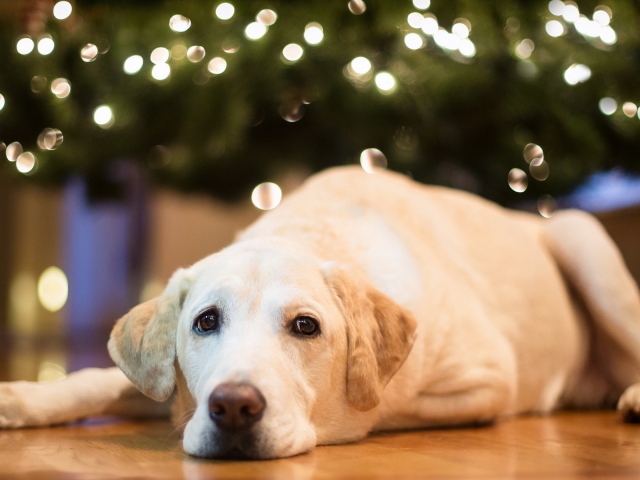 Собака под елкой