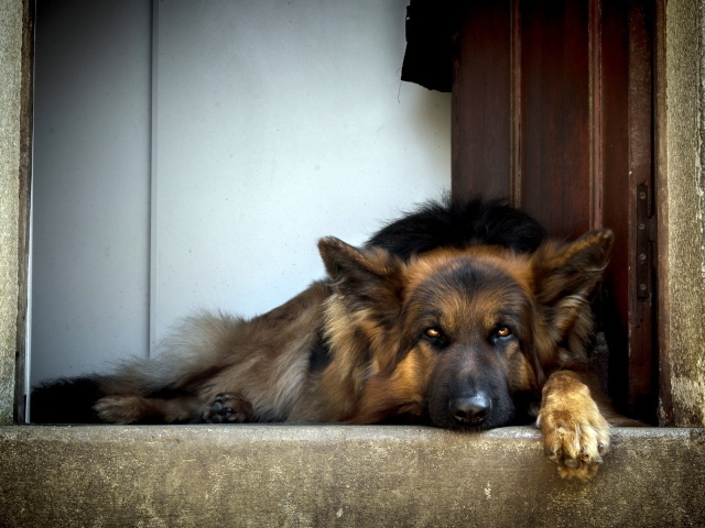 Собака ждет хозяина