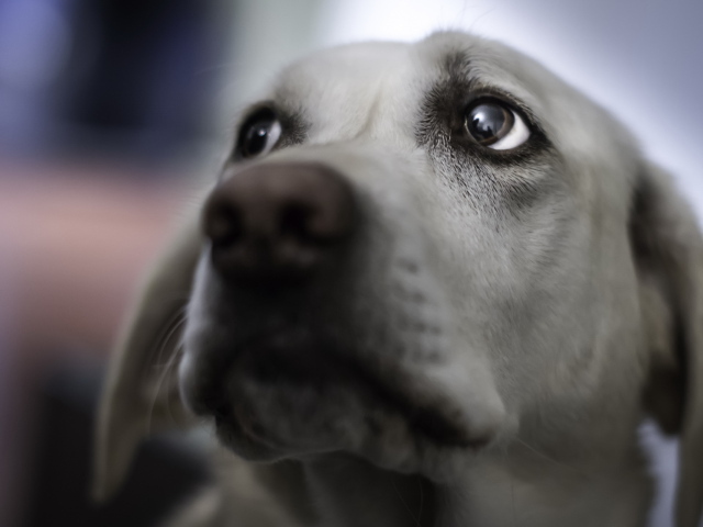 Взгляд собаки