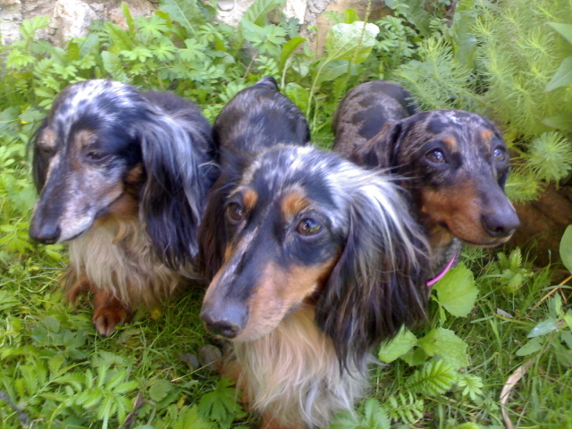 Трио такс в зарослях