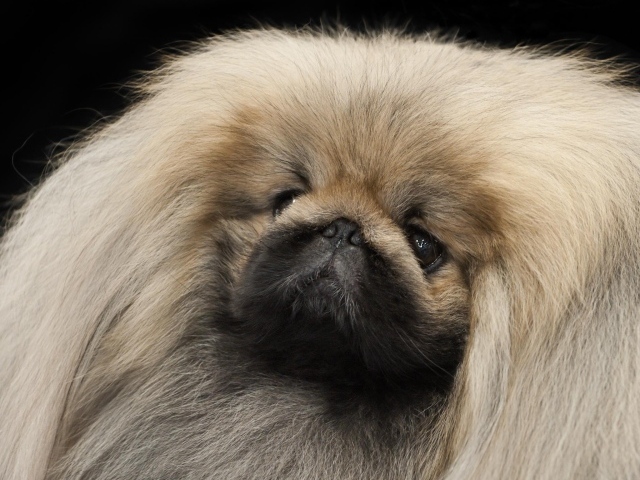 Густые волосы пекинеса