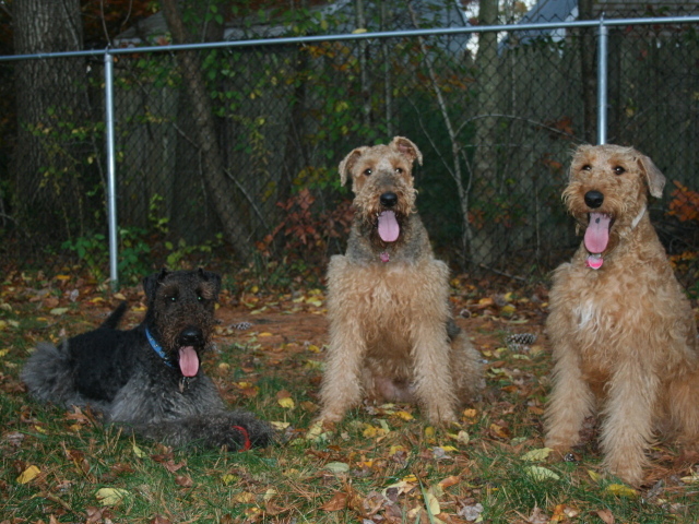 Три эрдельтерьера на охране