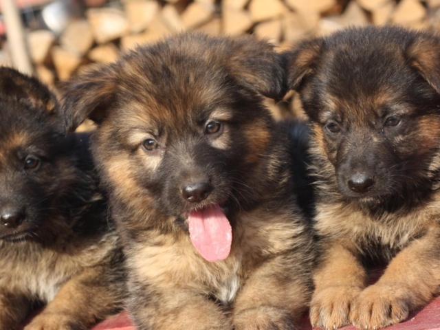 Три щенка немецкой овчарки