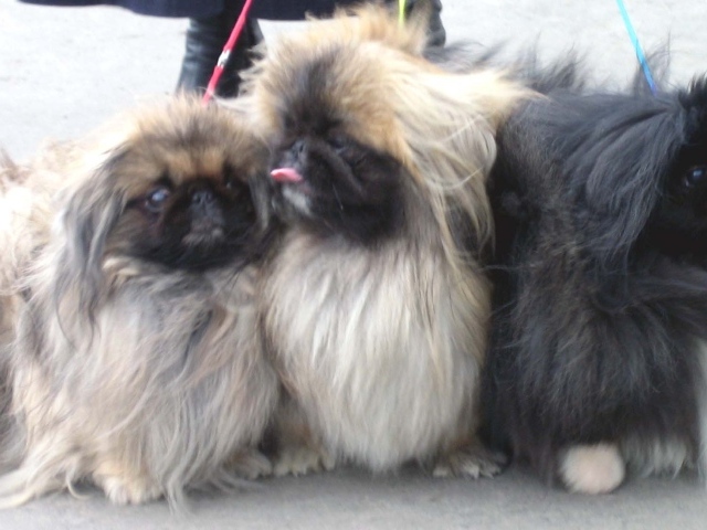 Три пекинеса на прогулке