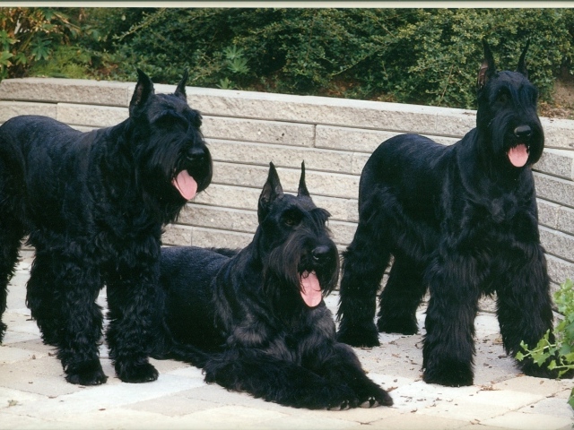 Три больших шнауцера