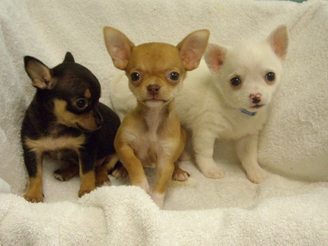 Три щенка чихуахуа
