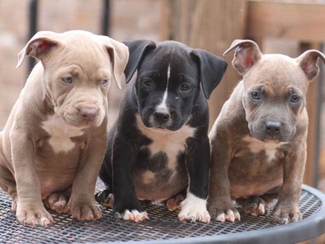 Три щенка питбуля