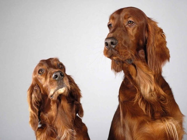 Два английских кокер спаниеля