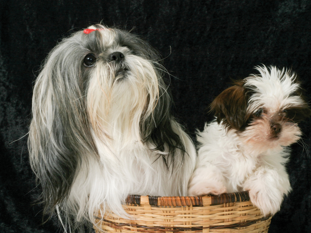 Два шитцу в корзине