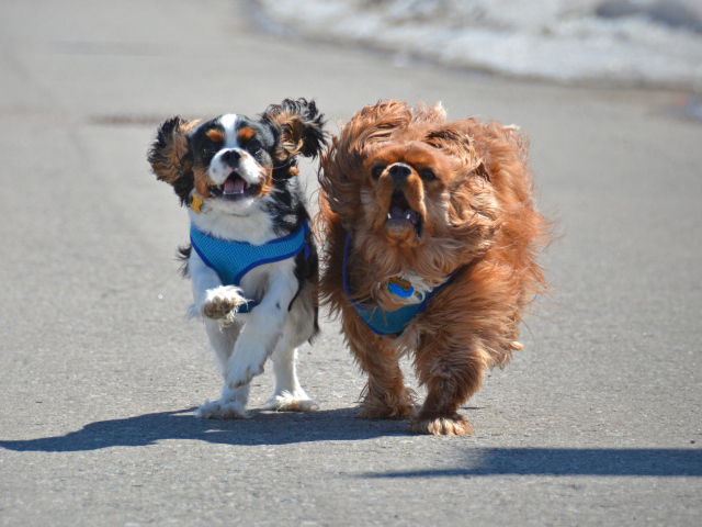 Две собаки кавалер кинг чарльз спаниель на пляже