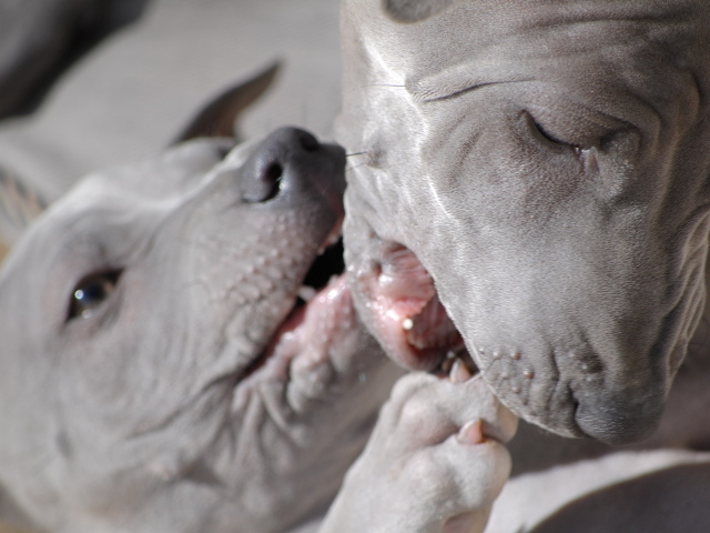 Две собаки тайский риджбек