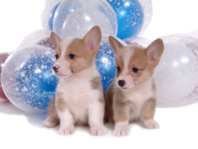 Два щенка вельш-корги на фоне шаров