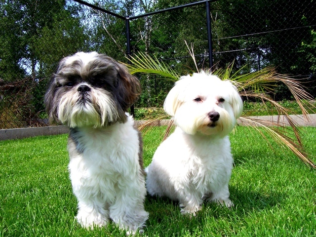 Две маленьких собаки шитцу