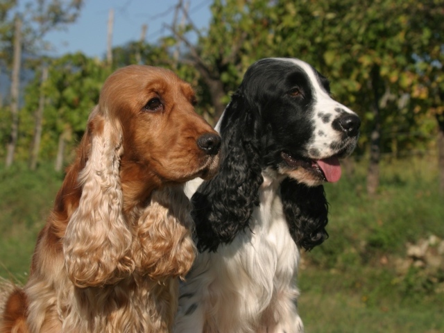 Виды английского кокер спаниеля
