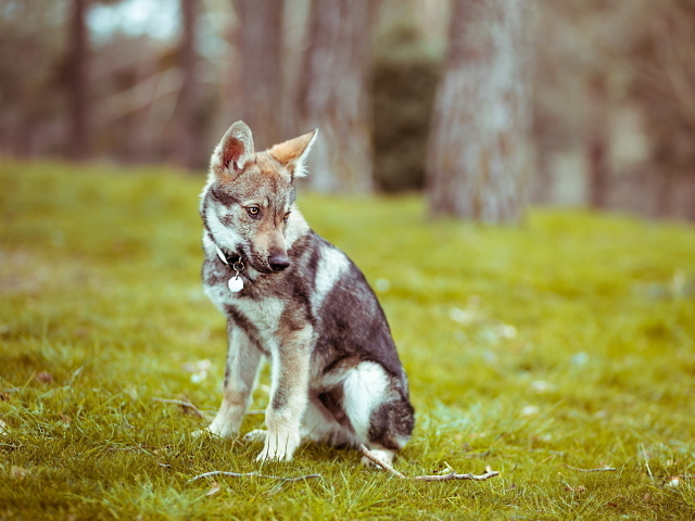 Прогулка в лесу