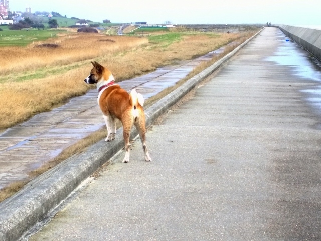 Прогулка американской акиты у моря