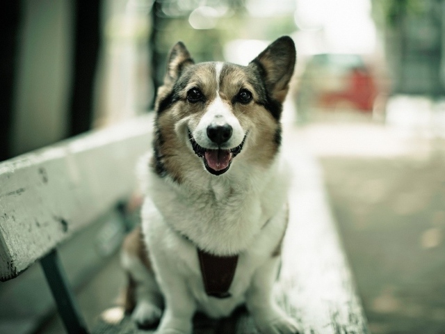 Вельш-корги на лавке