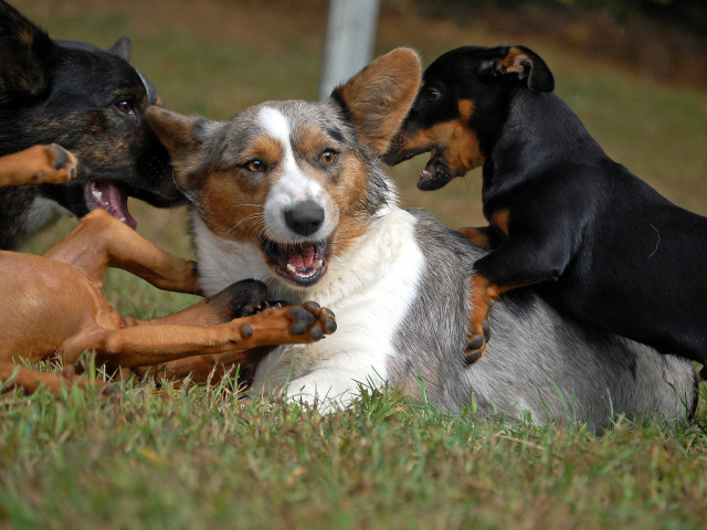 Вельш-корги играет с собаками