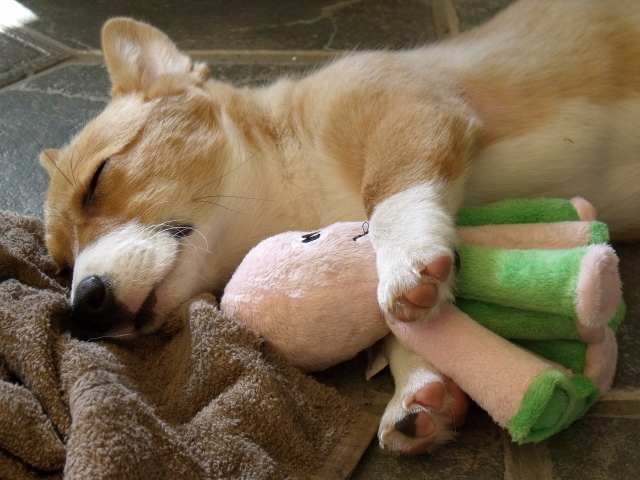 Вельш-корги спит с игрушкой