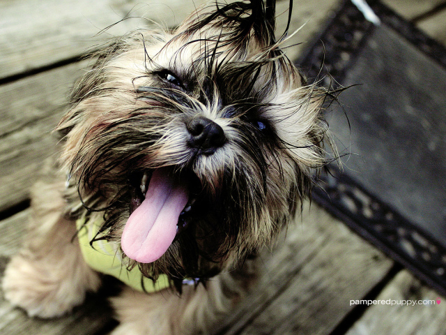 Мокрый пес шитцу