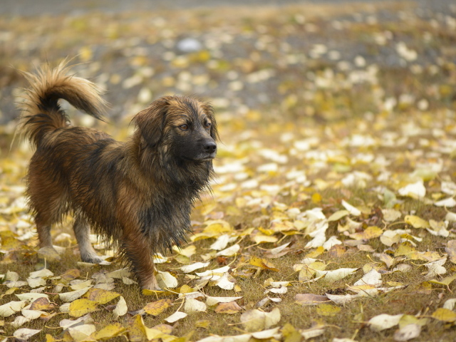Мокрый лохматый пес