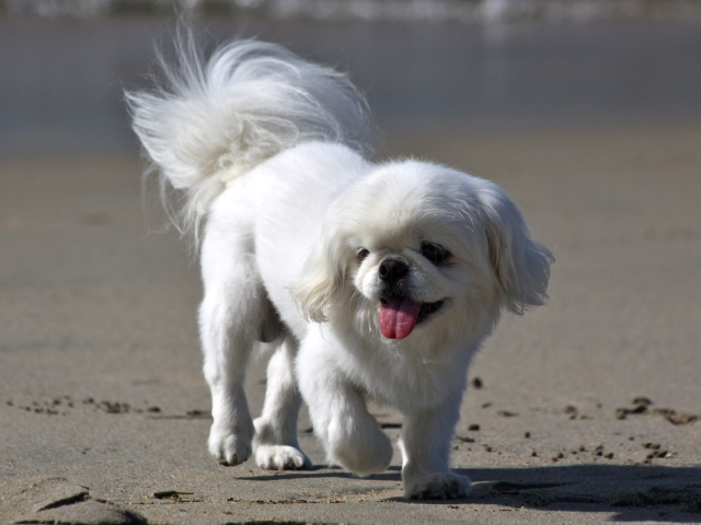 Белый пекинес на пляже