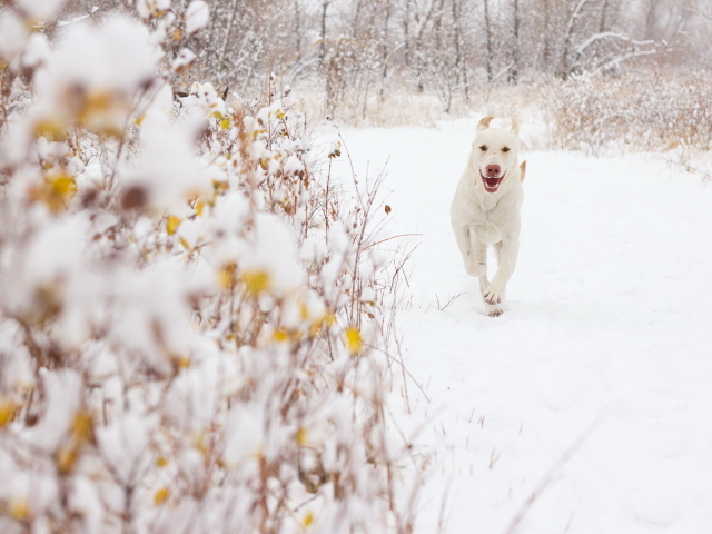 Белая собака на снегу